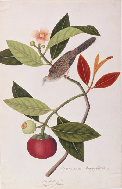 Zebra Dove, from Drawings of Birds from Malacca, c.1805-18 by Chinese School